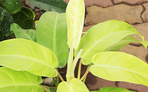 Feuilles de philodendron