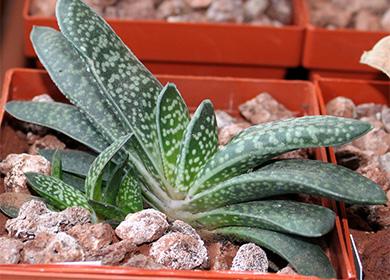 Gasteria succulente