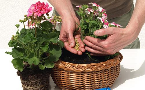 Fertilizante de gerânio