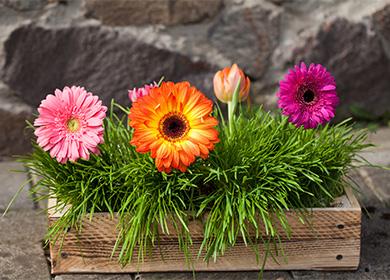 Gerbera dans un pot