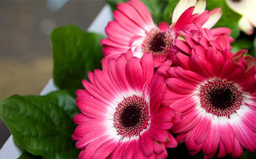 Gerbera rose