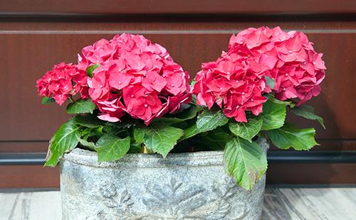 Fleurs d'hortensia rouges