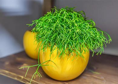 Hatiora en la olla amarilla