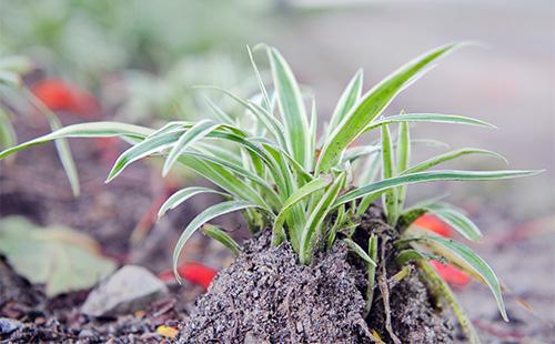 Chlorophytum dans le jardin