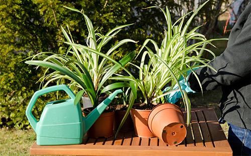 Chlorophytum, arrosoirs et pots