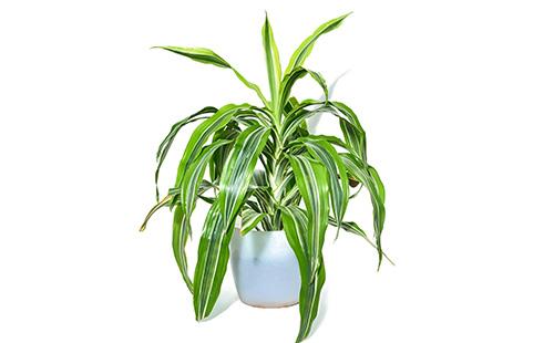 Dracaena sa isang puting background