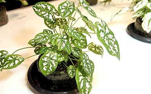 Caladium yeşil yaprakları