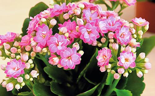Pétales De Fleurs De Kalanchoe Rose