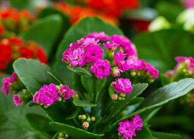 Flores rosadas de Kalanchoe
