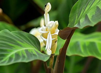 Fleur de prière se bouchent