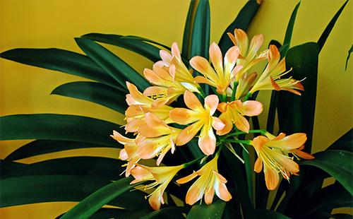 Clivia flores