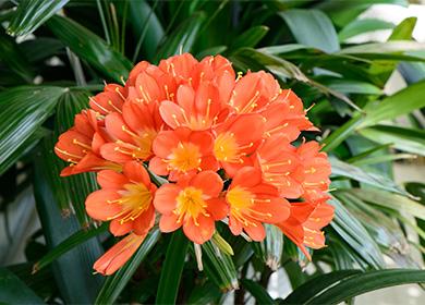 Clivia floreciente