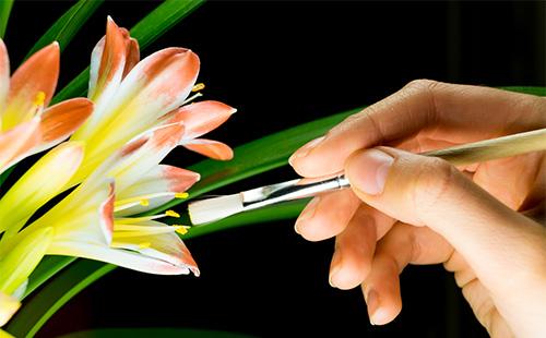 Clivia polinización artificial