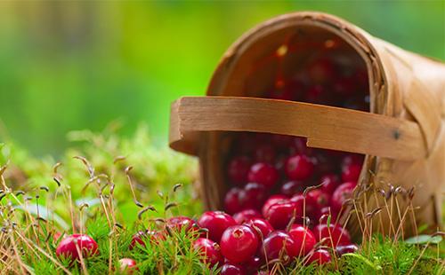 Panier de canneberge