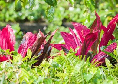 Feuilles de cordilina bordeaux