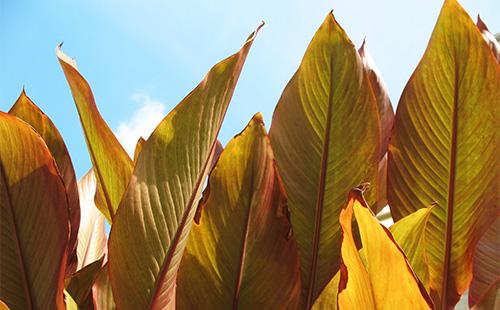 Feuilles de cordilina