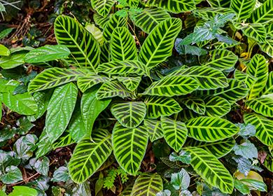 Feuilles de Berl - Marx Ctenantes