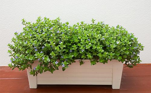 Dikdörtgen bir kabın içinde Kofeya