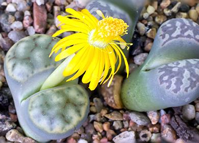 Fleur succulente jaune