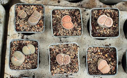 Lithops en pots carrés