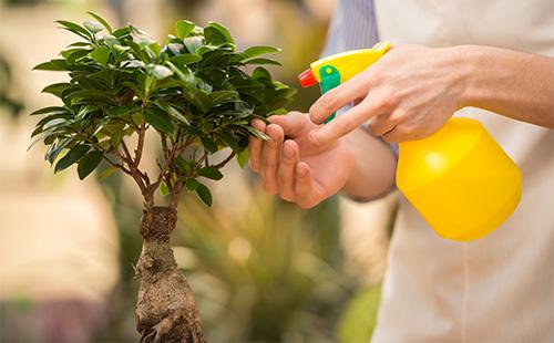 Pulverizarea mirtului