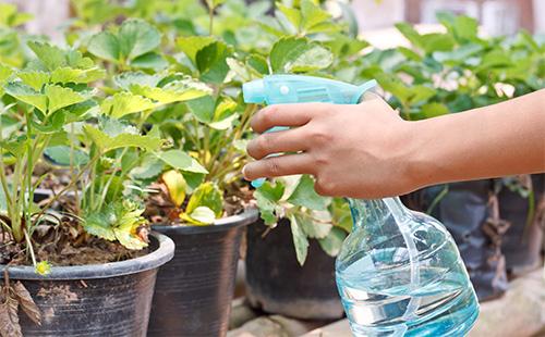 Plantes de pulvérisation