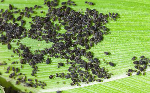 Puceron sur une feuille