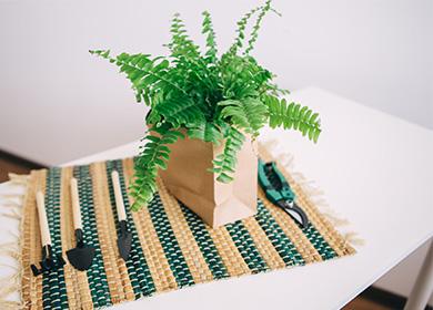 Nephrolepis plant dans l'emballage