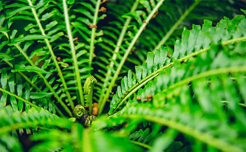Feuilles de Neurolepis
