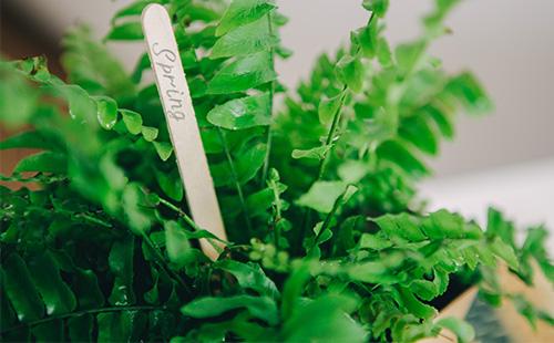 Néphrolépis en pot