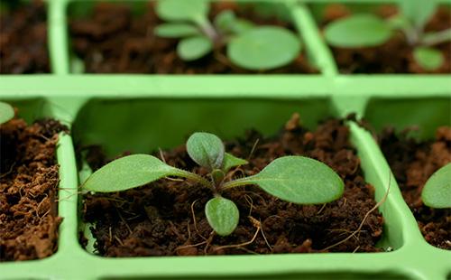 Sumulpot ang petunia