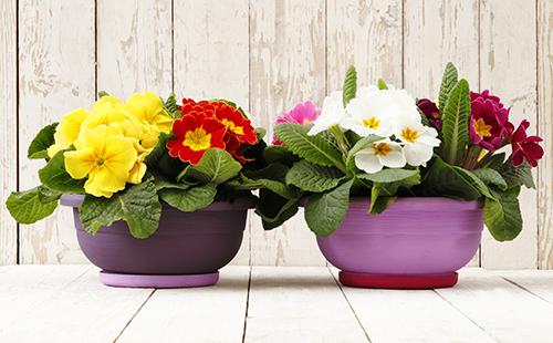 Deux pots de fleurs printanières