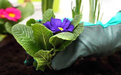 Main tient le buisson d'onagre