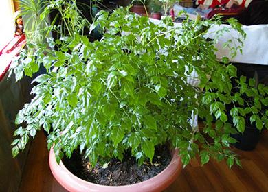 Petit arbre émeraude