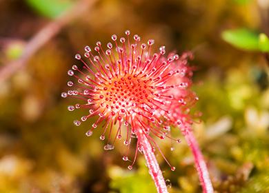 Fleur de sundew faussement délicate