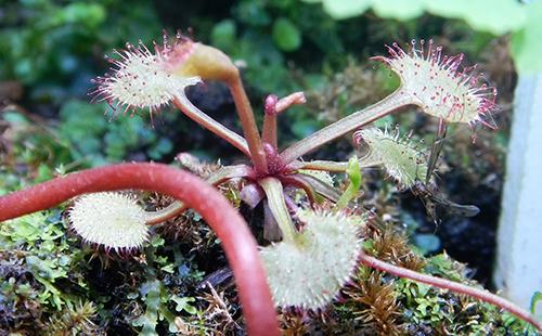 Bush d'une plante australienne prédatrice