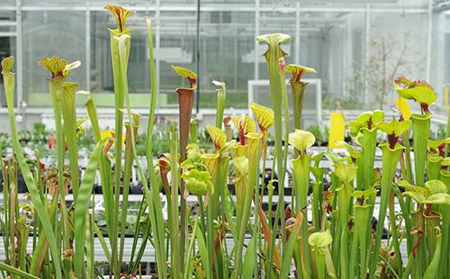 Sarracenia jaune en serre