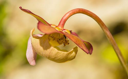 Fleur rouge de plante carnivore