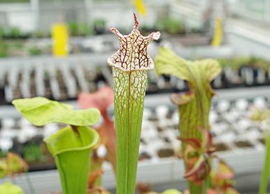 Espèce jaune de fleur prédatrice