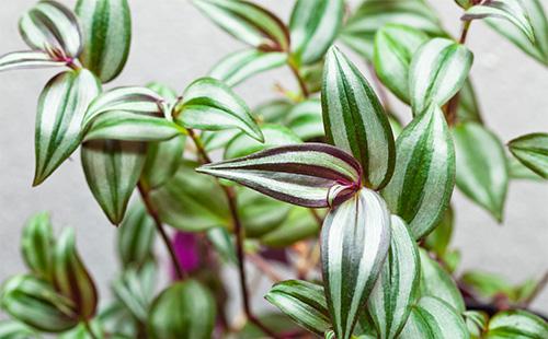 Mga sanga ng tradescantia