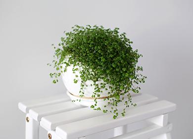 Lágrimas de bebé en una olla blanca