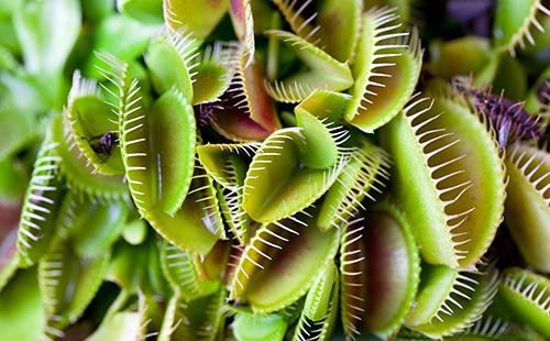 Hojně zarostlá Dionea