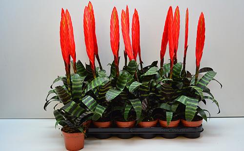 Vriesia de potassium