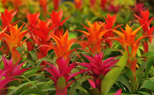 Mga bulaklak ng bromeliad