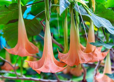 Fleurs de brugmansia