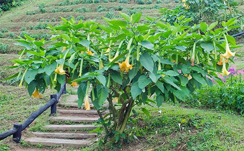 Arbre de brugmansia
