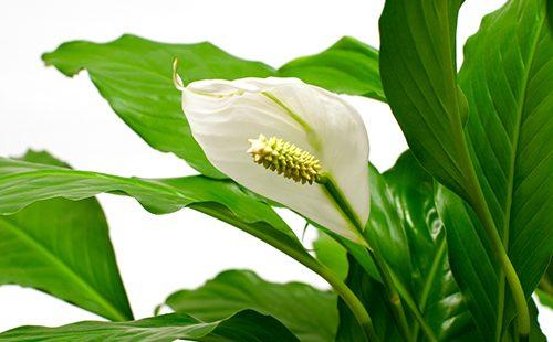 Hojas de color verde oscuro enmarcan una flor blanca.