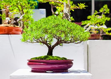 Bonsai träd