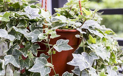 Liana a grandi dans un pot sur le balcon