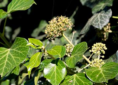 Lierre commun en fleurs